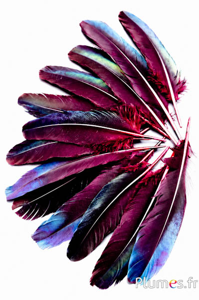 Fasan Swinhoe - 14-18 cm - schwarz-nachtblau-bordeaux